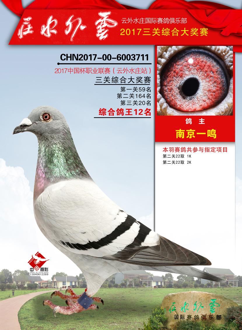 信鸽特征