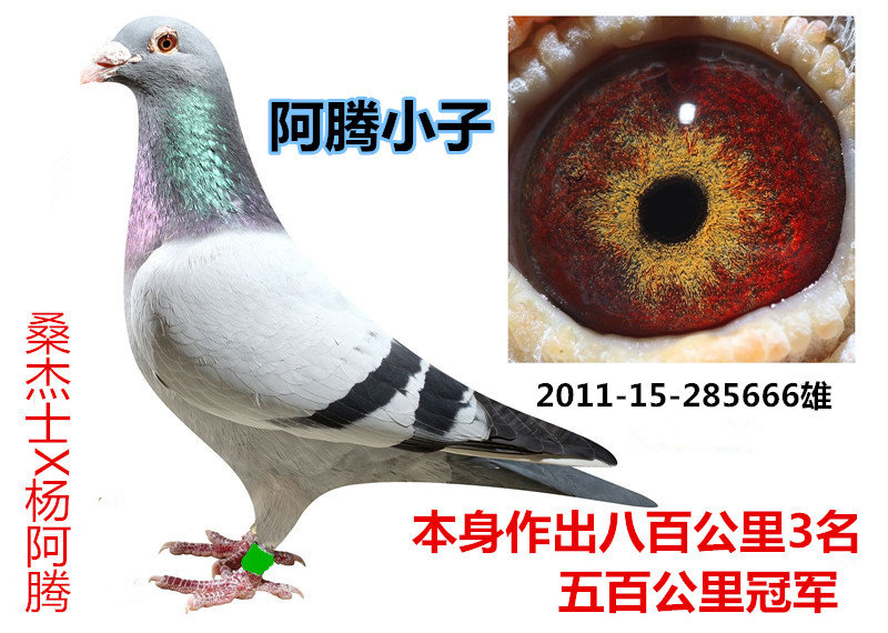 杨阿腾_唯一鸽舍-中信网爱鸽商城