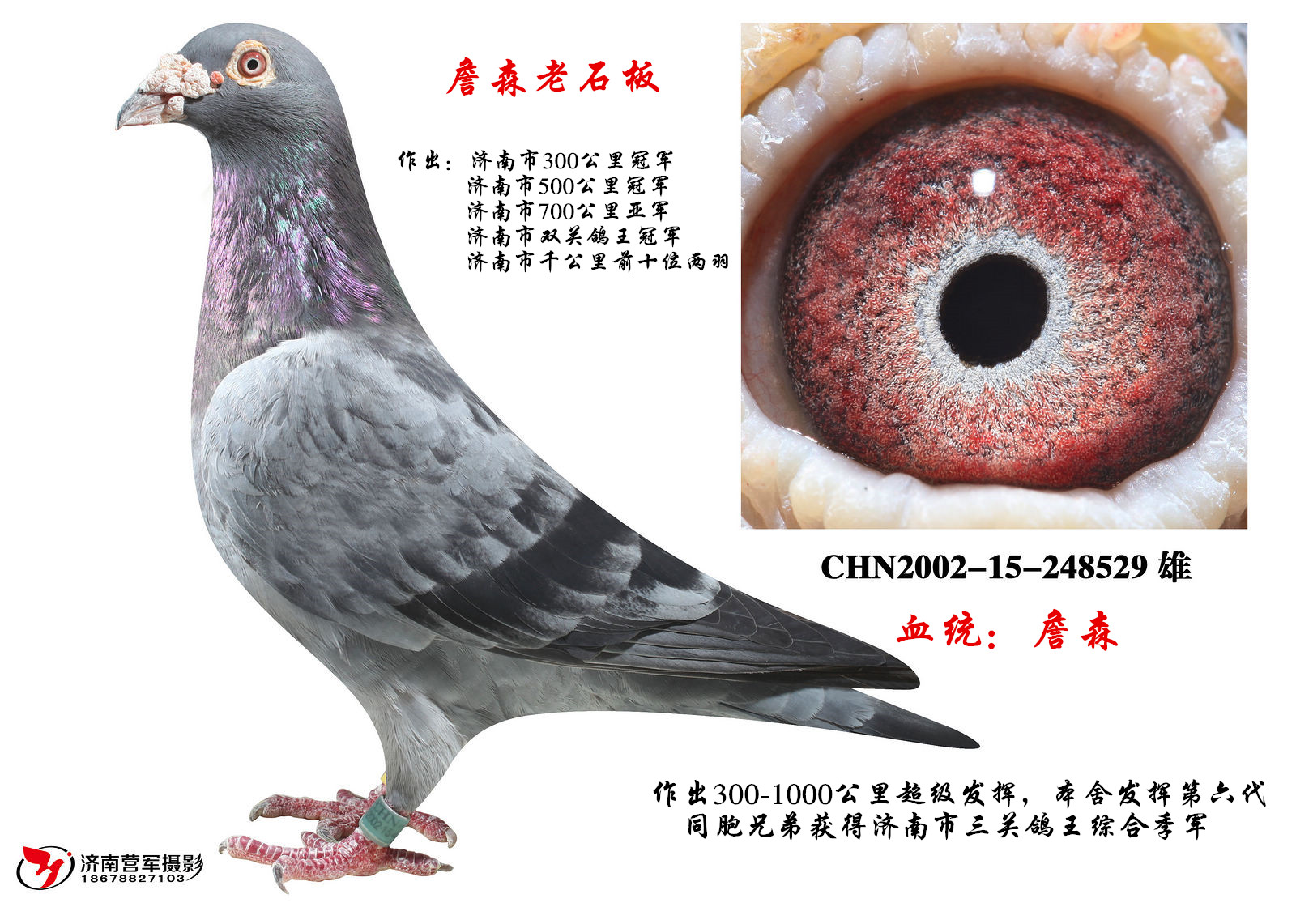 詹森老石板