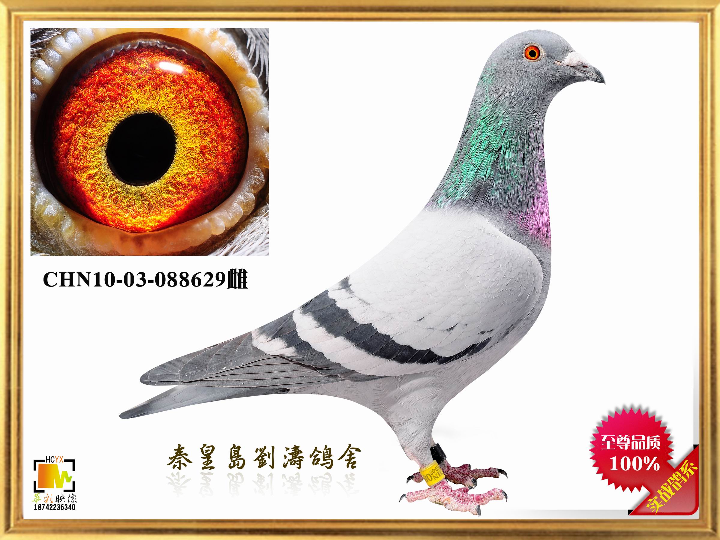 Ӣ629
