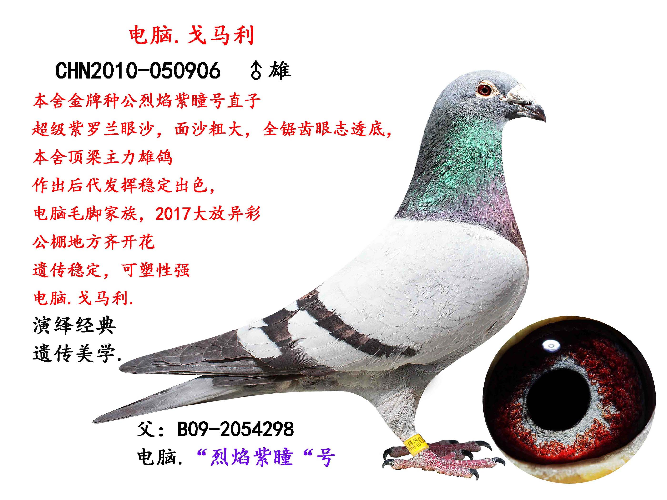 电脑家族.烈焰紫瞳直子.基础种鸽