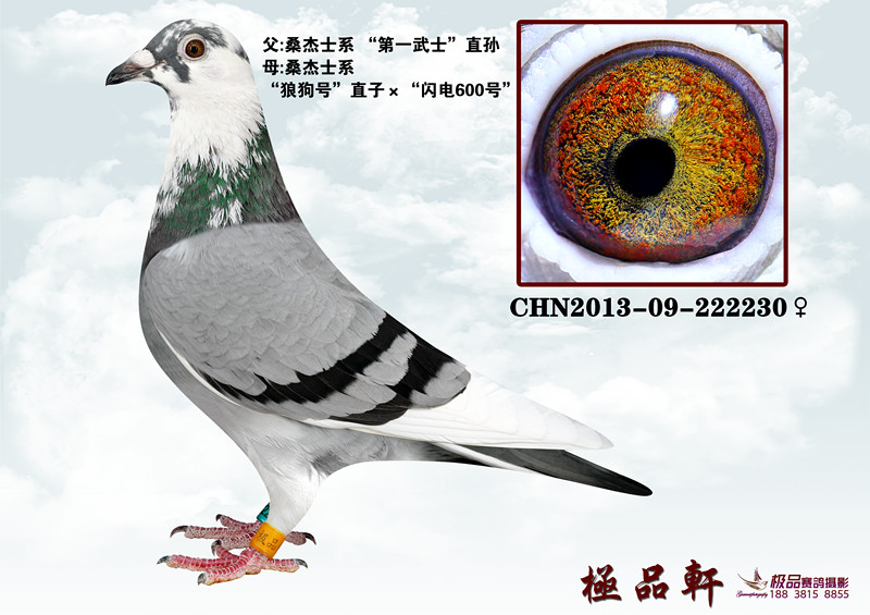 桑杰士-上海极品轩鸽舍-中信网爱鸽商城