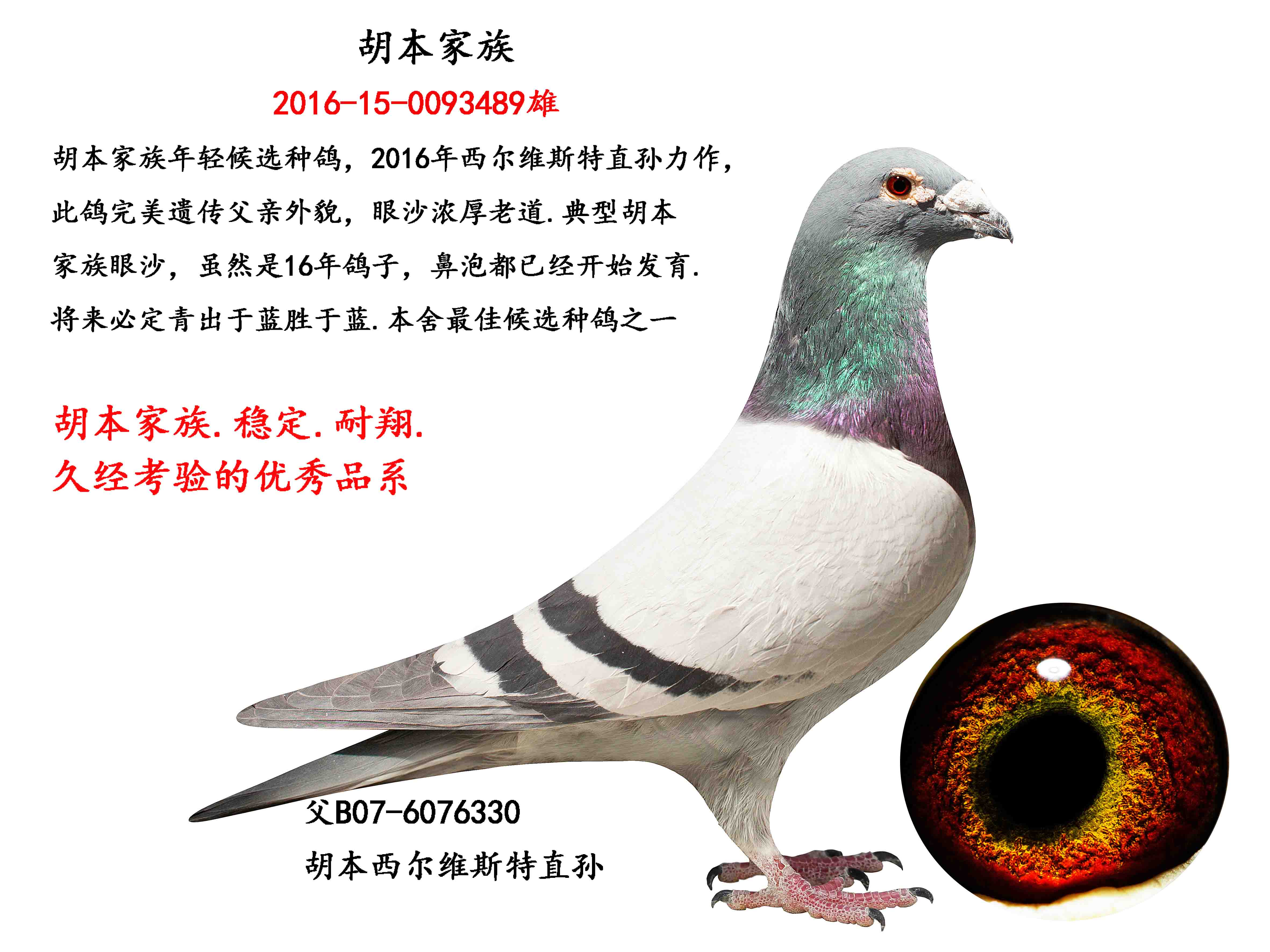 胡本家族2016最佳候选种鸽