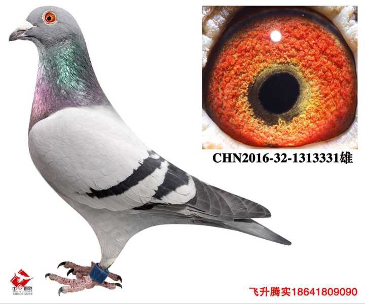 凡龙3331
