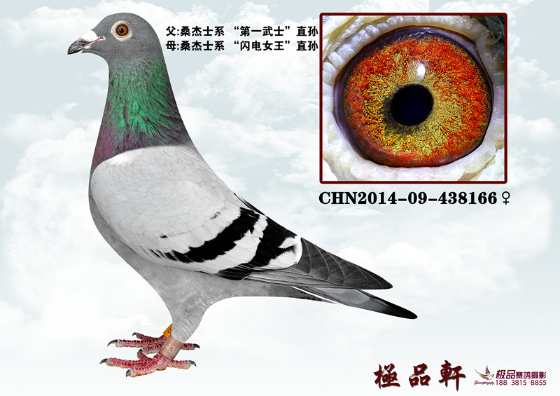 桑杰士_上海极品轩鸽舍_ ag188.com爱鸽商城_中国信鸽