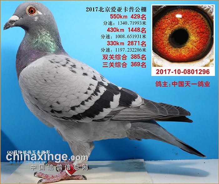 卡普550公里决赛429名fci站29位_中国天一鸽业_ ag188