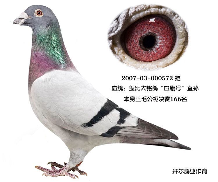 大铭鸽白腹号直孙