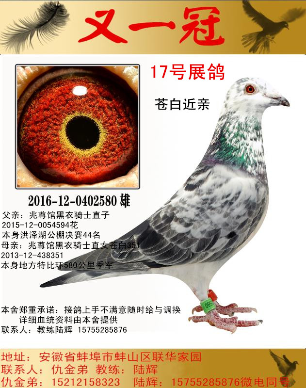 信鸽特征