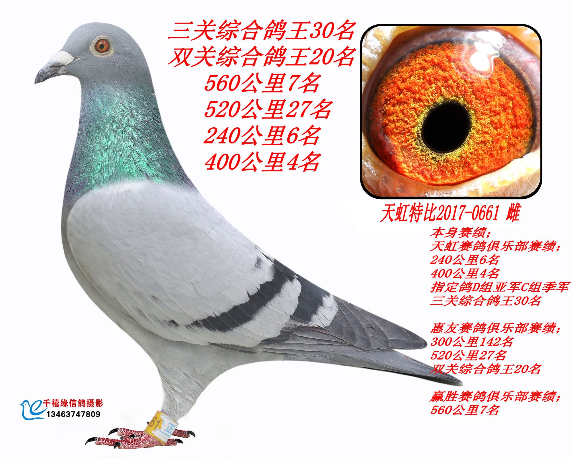 pP(gun)C20 P(gun)C30
