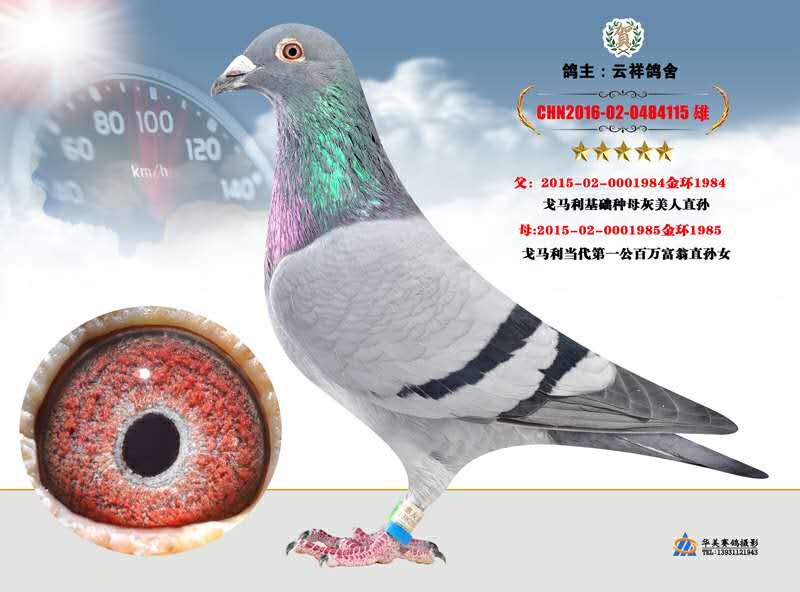 河北云祥鸽业刘云涛
