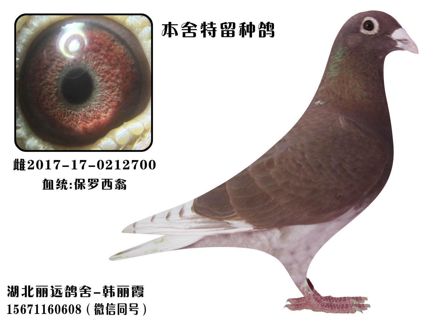 西翁种雌700_湖北丽远鸽舍_ag188.com爱鸽商城_中国信鸽信息网