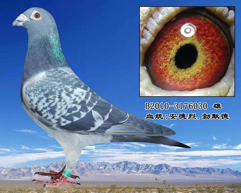 安德烈·勃默德原舍