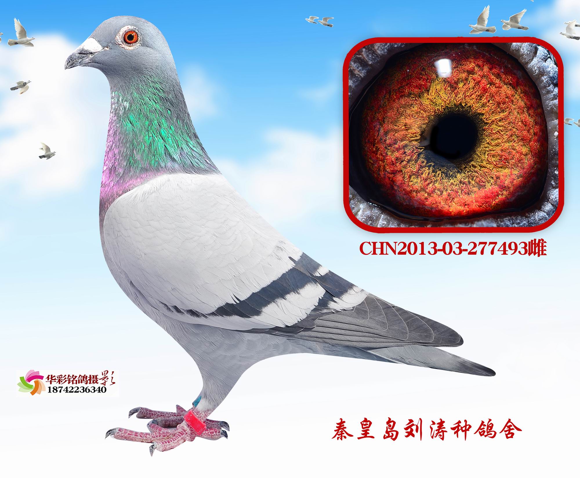 Ӣ493