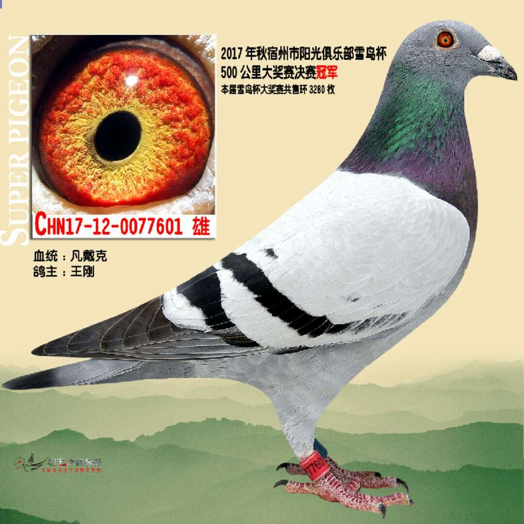 凡戴克-王刚鸽舍-中信网爱鸽商城