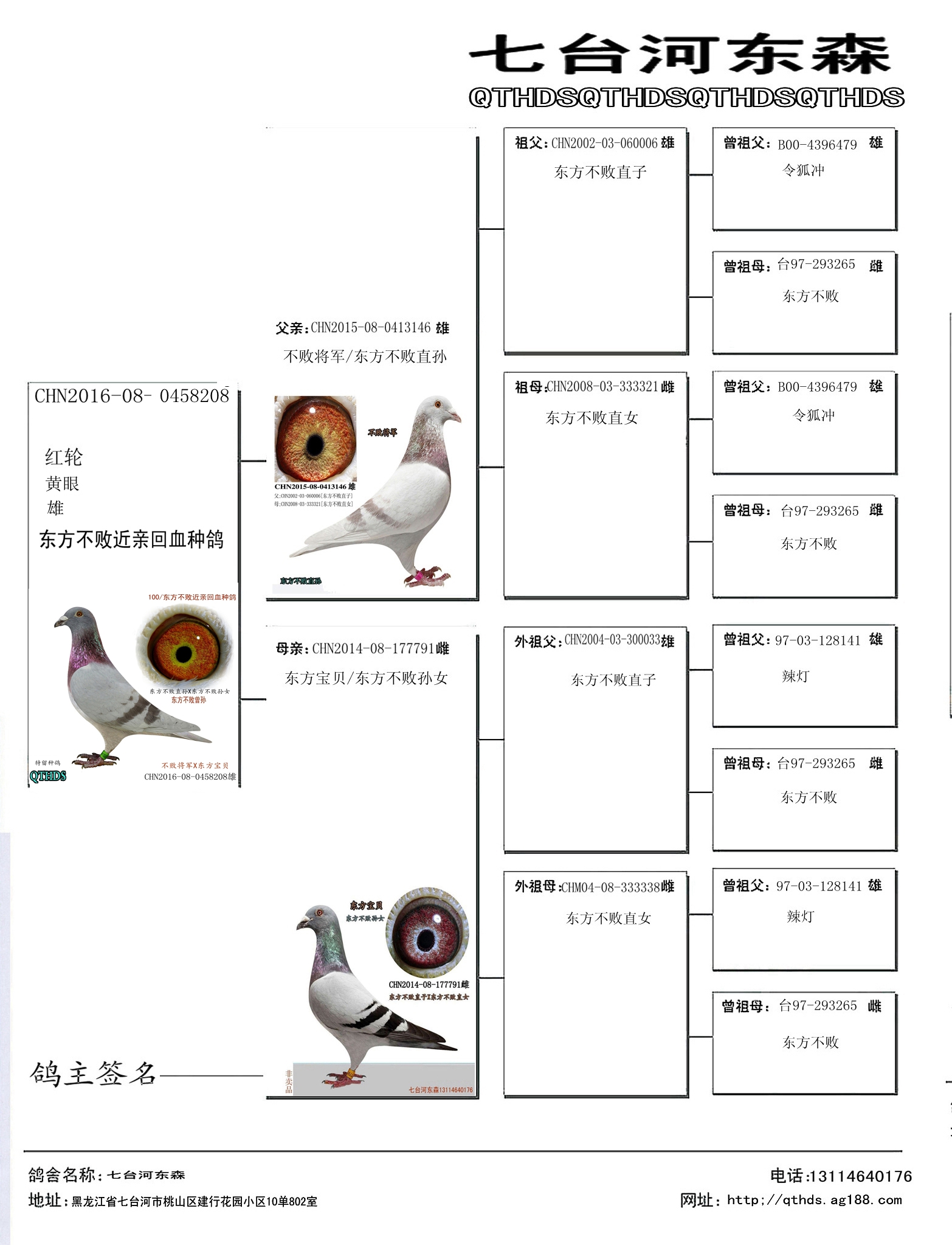 多利血统书_七台河东森_ag188.com爱鸽商城_中国信鸽