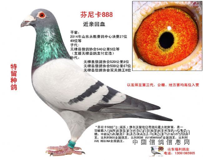 芬尼卡888_山东福利鸽业_ag188.com爱鸽商城_中国信鸽信息网