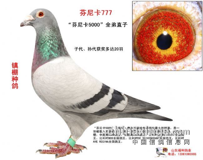 芬尼卡777_山东福利鸽业_ag188.com爱鸽商城_中国信鸽