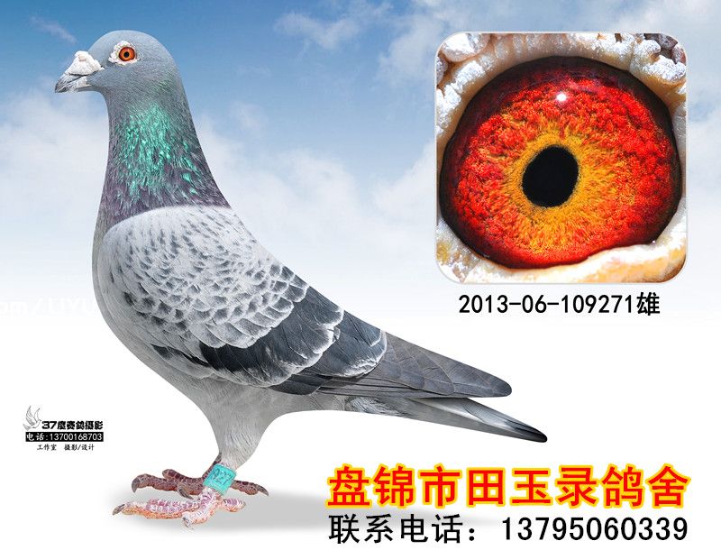 201306109271_