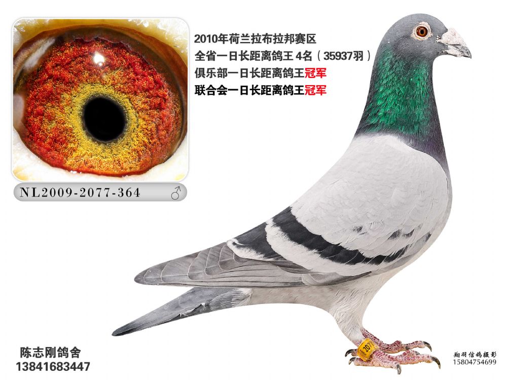 信鸽特征