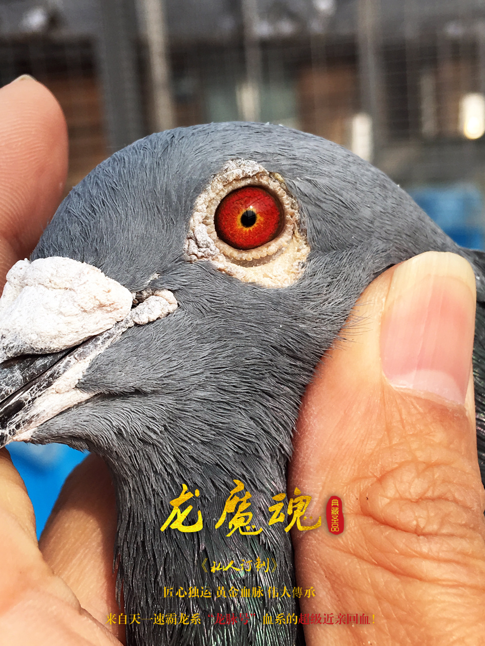 "龙魔魂"-天一超级高代速霸龙!
