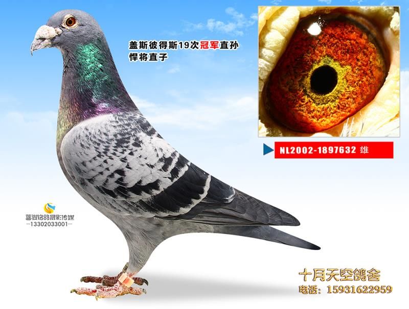 悍将直子