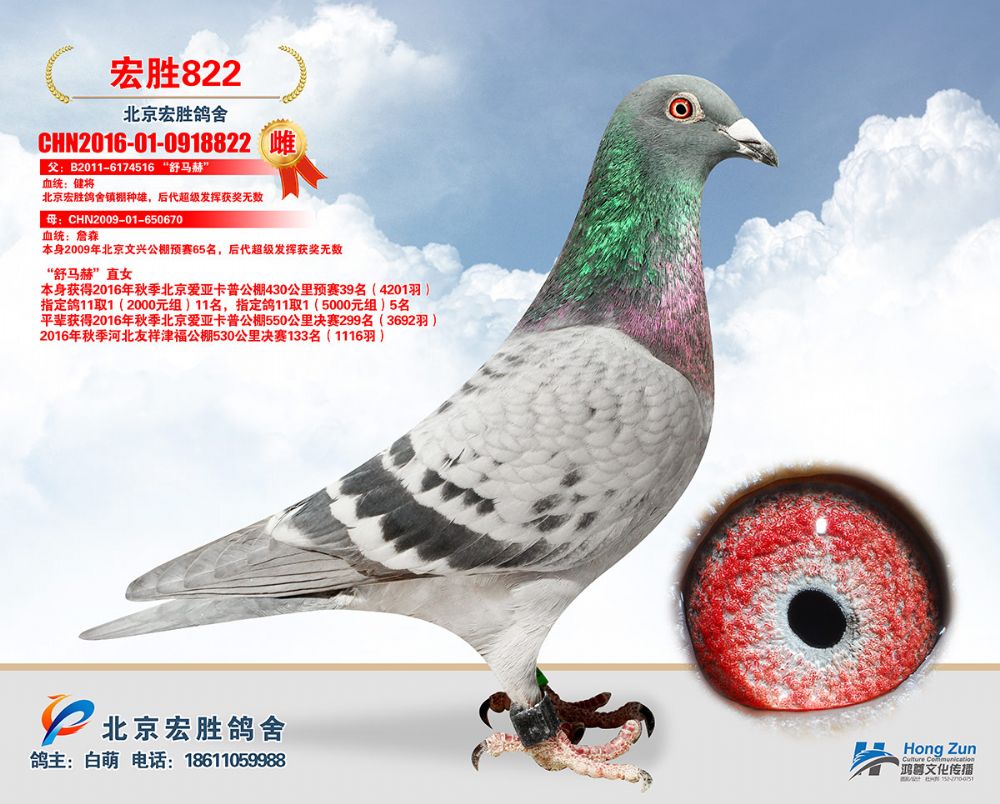 宏胜健将822_北京宏胜鸽舍-中信网爱鸽商城