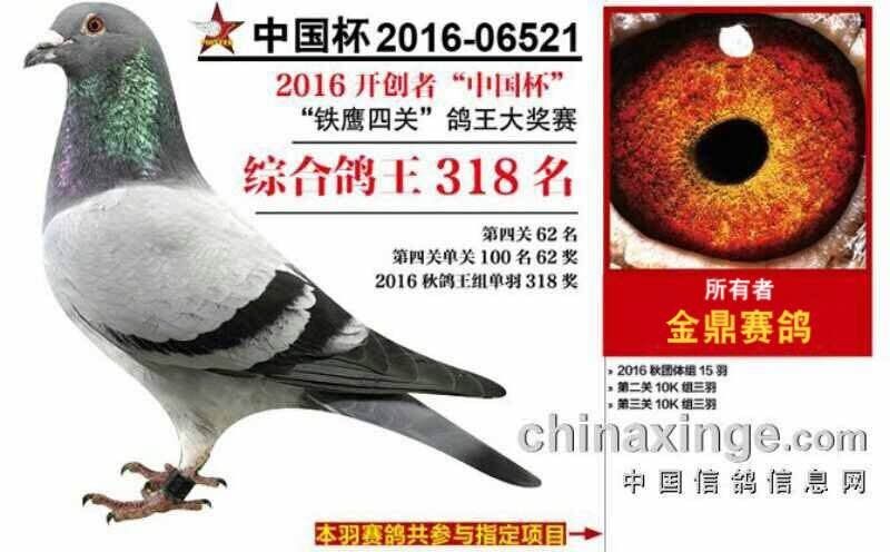 开创者鸽王318名