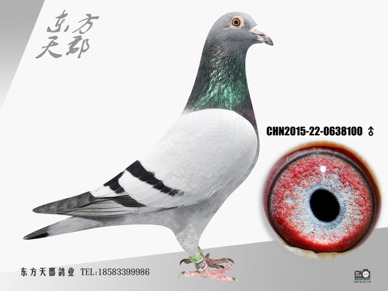 东方不败_东方天郡鸽业_ ag188.com爱鸽商城_中国信鸽