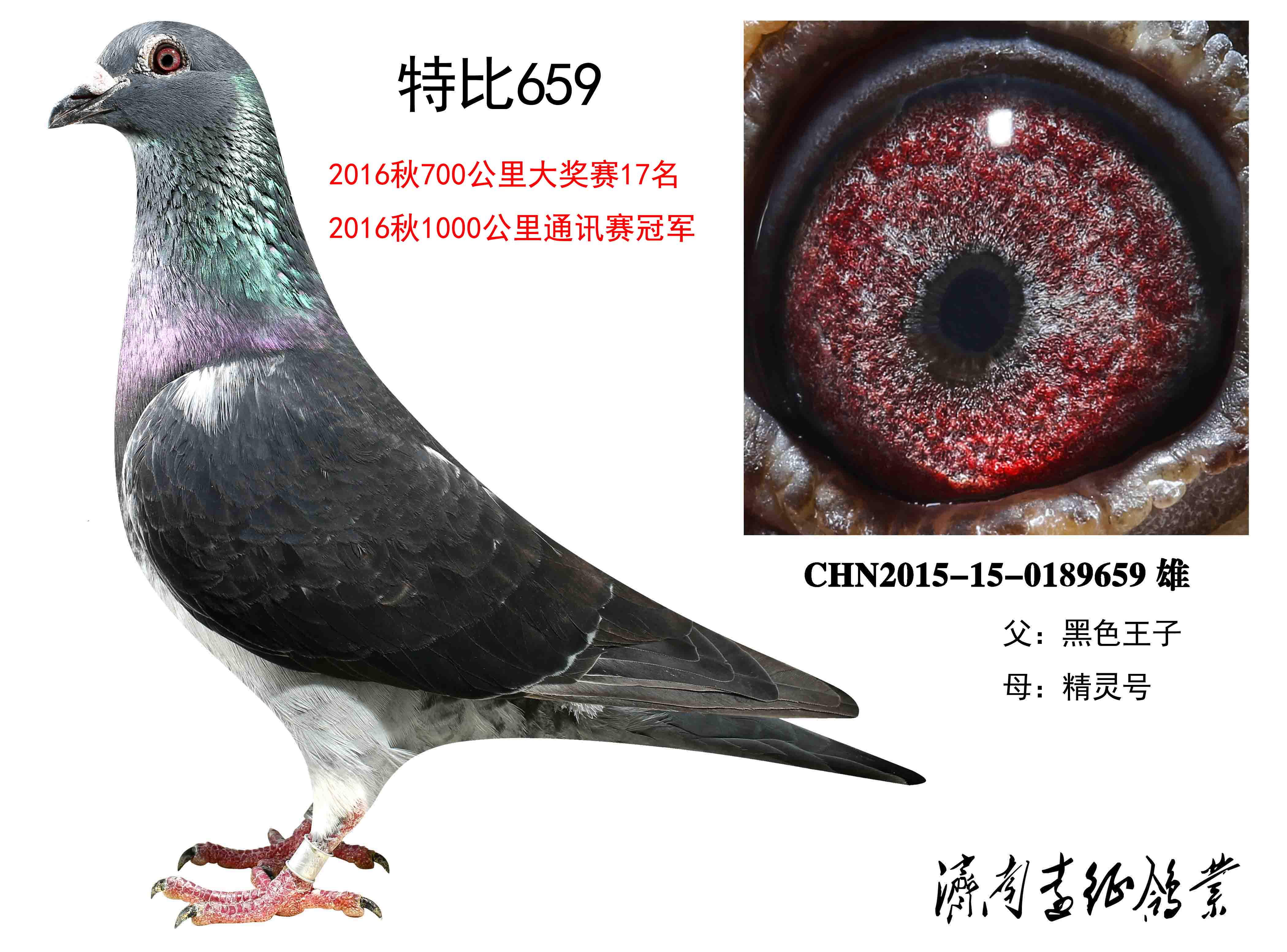 特比号-济南远征鸽业-中信网爱鸽商城