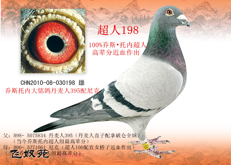 乔斯托内超人198大铭鸽丹麦人395尼克_飞奴苑·乔斯_.