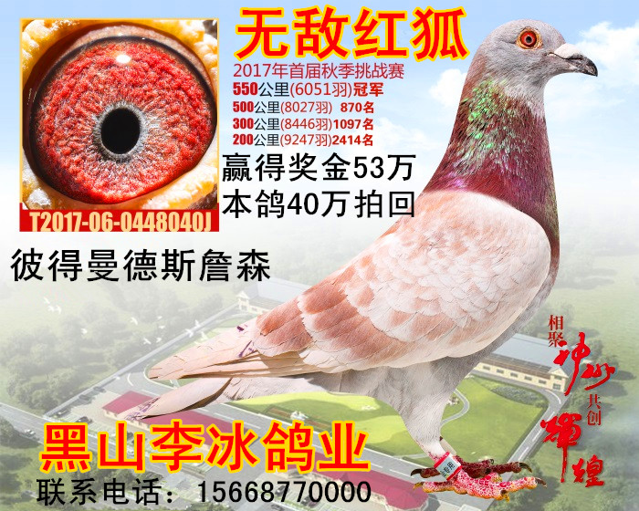 公棚冠军-无敌红狐