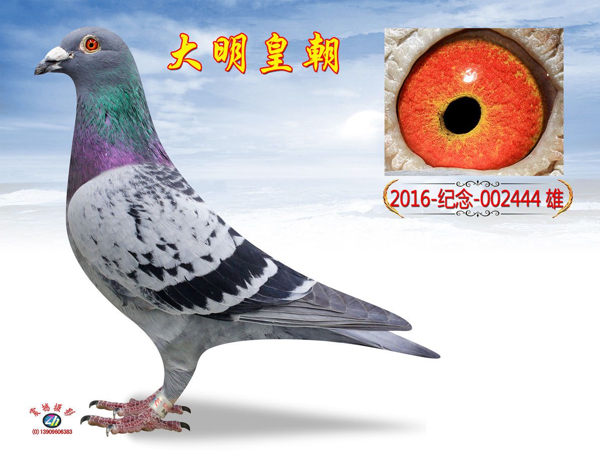 考夫曼小迪克444