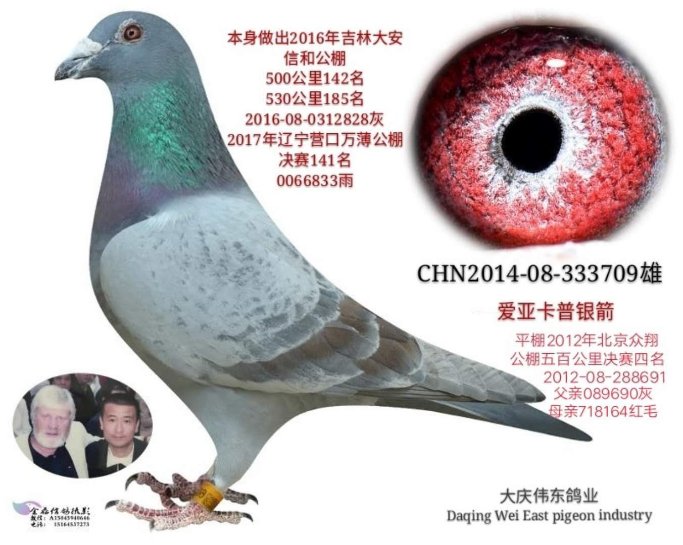 qq 鸽友圈 相关图片   信鸽特征                  编 号: 579711