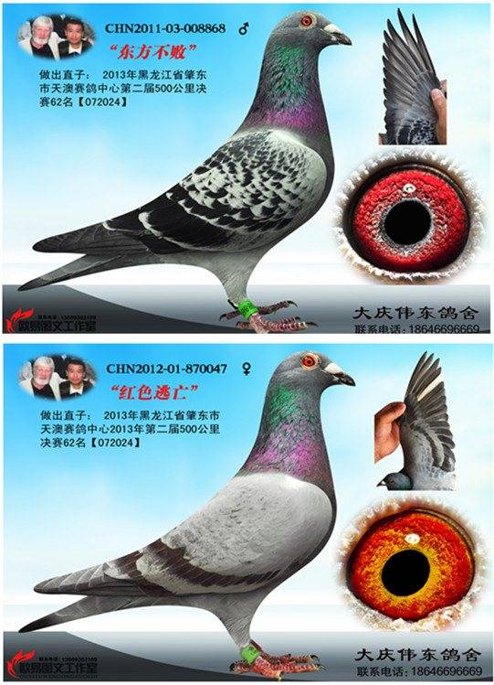 银箭电风扇开关电路图_电路图分享 银箭电风扇开关电路图