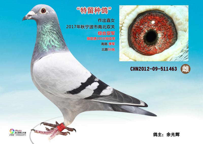 基础种鸽