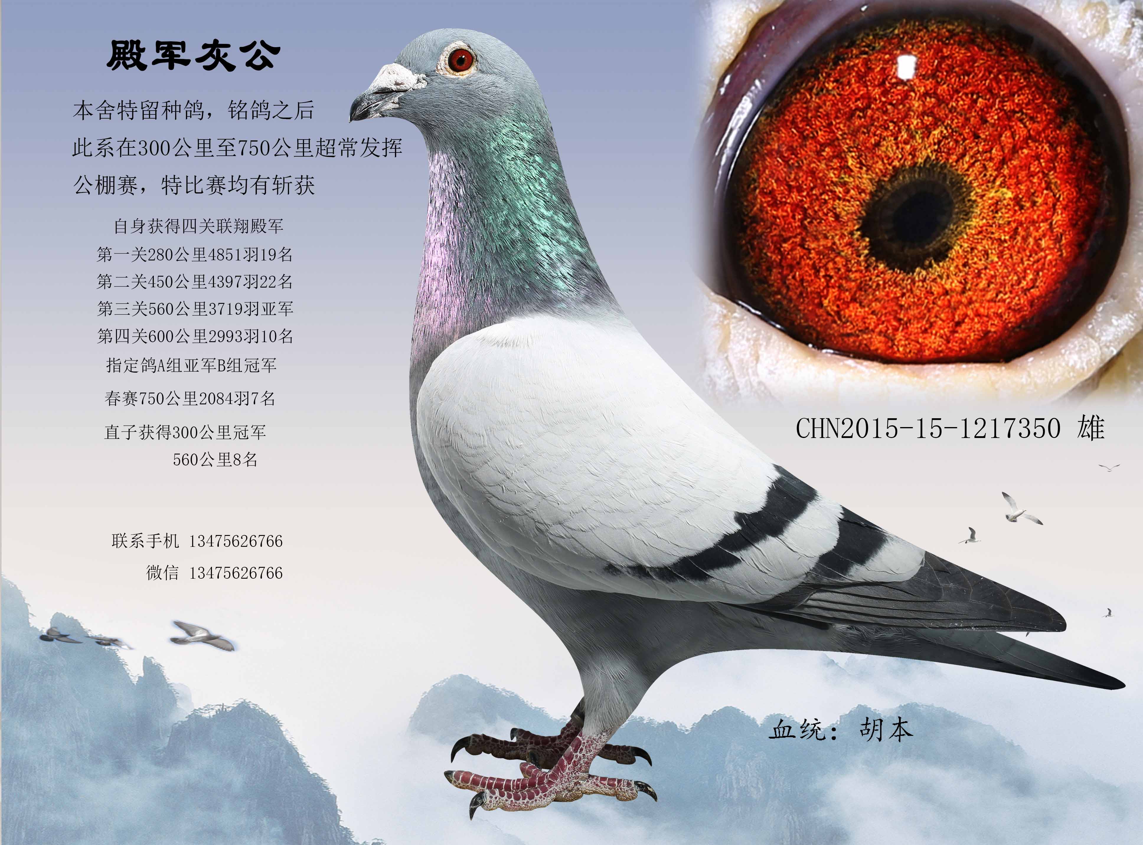 殿军灰_心之羽鸽苑_ ag188.com爱鸽商城_中国信鸽信息网