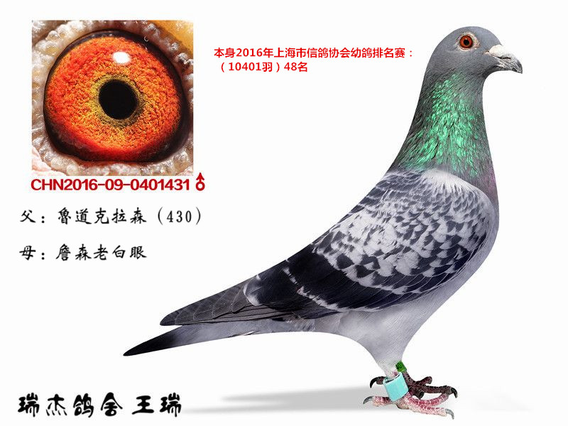 上海幼鸽排名赛万羽48名