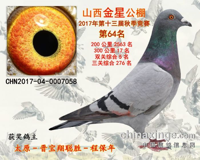 2017年山西金星公棚鸽王5名