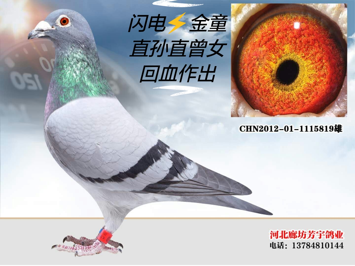 闪电73金童