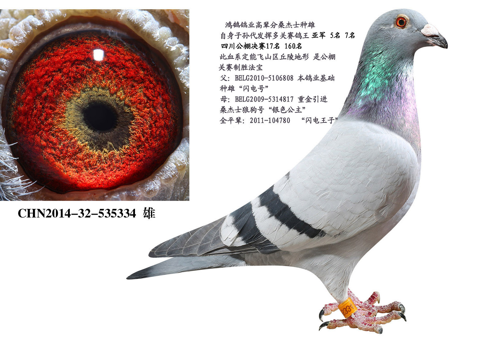 罗森波斯桑杰士原环直子_鸿鹄鸽舍_ ag188.com爱鸽