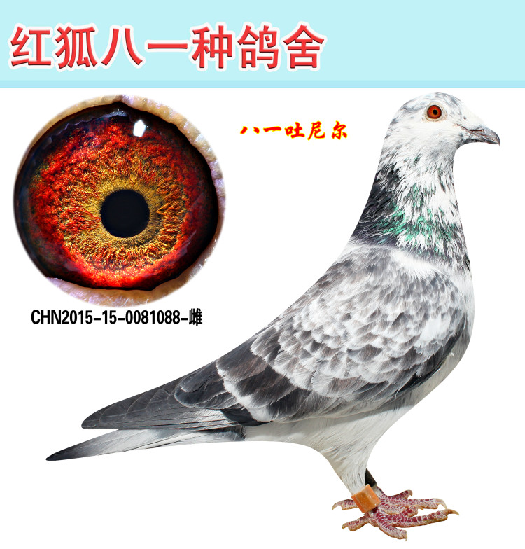 鸽 名: 吐尼尔小精灵                羽 色: 麒麟花