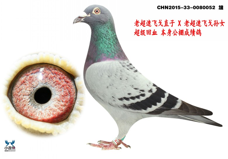 飞戈直孙 特价 800 成绩鸽