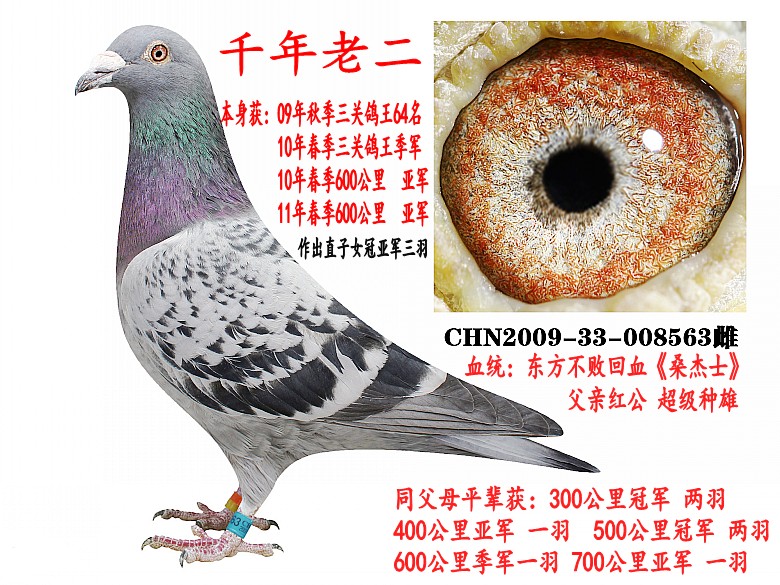 已转让 千年老二_翔合友众-中信网爱鸽商城
