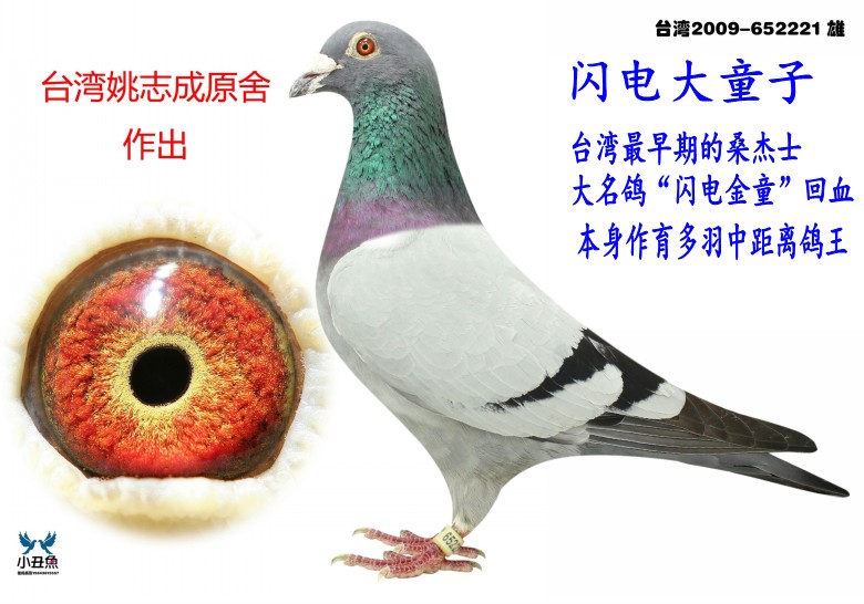 已转让一台湾 闪电金童