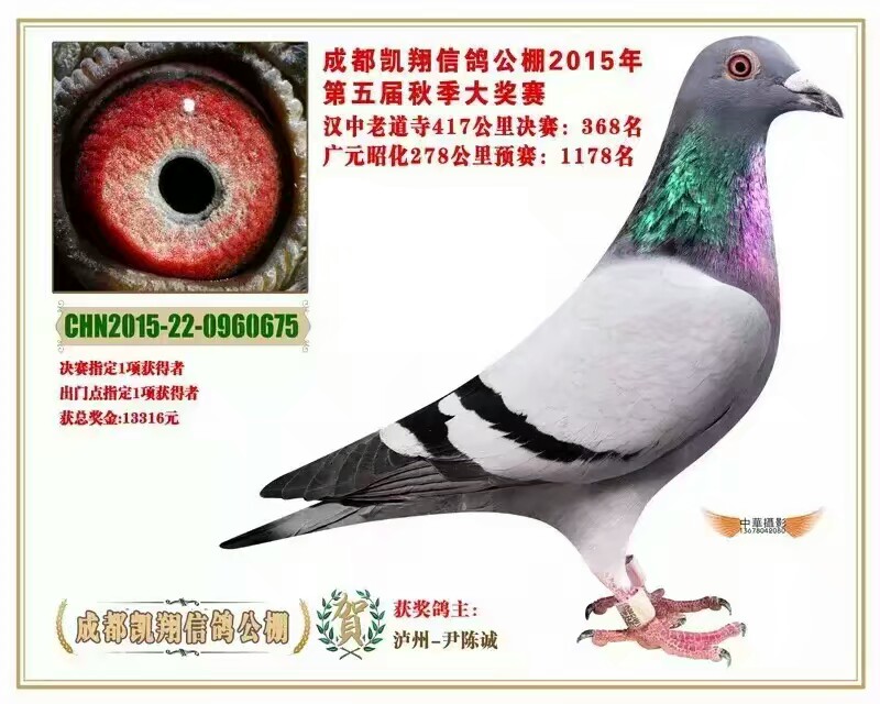 成都凯翔368(已经转让)_泸州永力赛鸽-中信网爱鸽商城