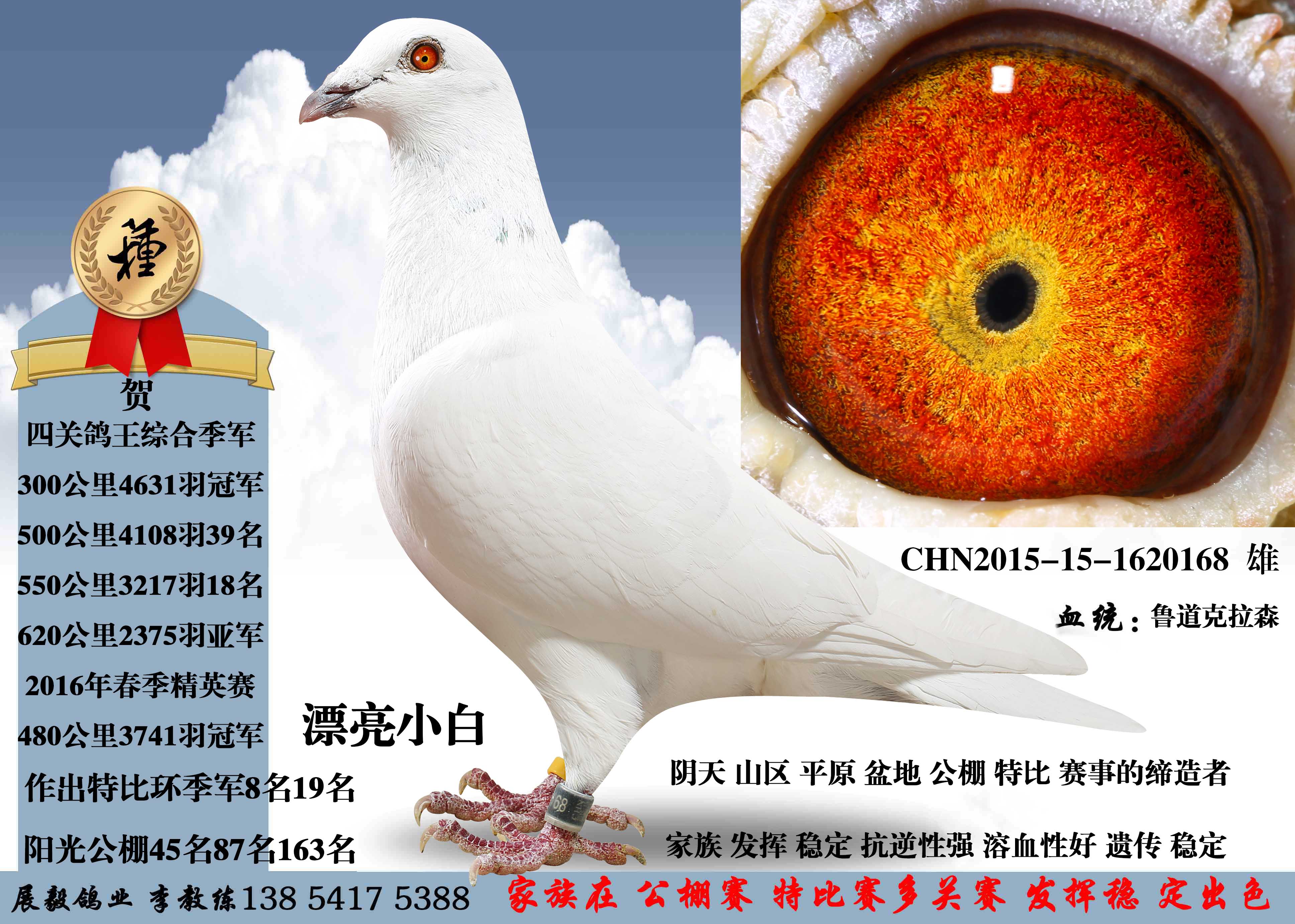 漂亮小白-展毅鸽业-中信网爱鸽商城