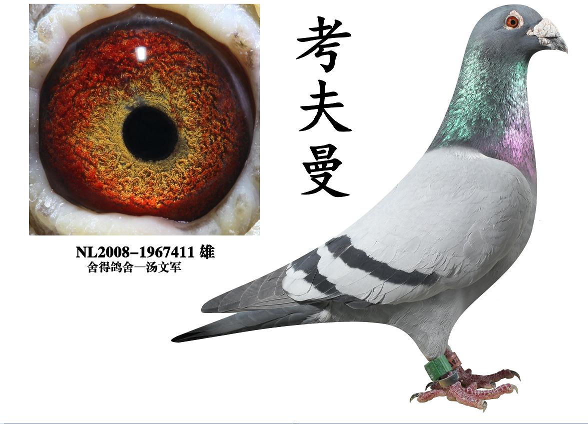 考夫曼