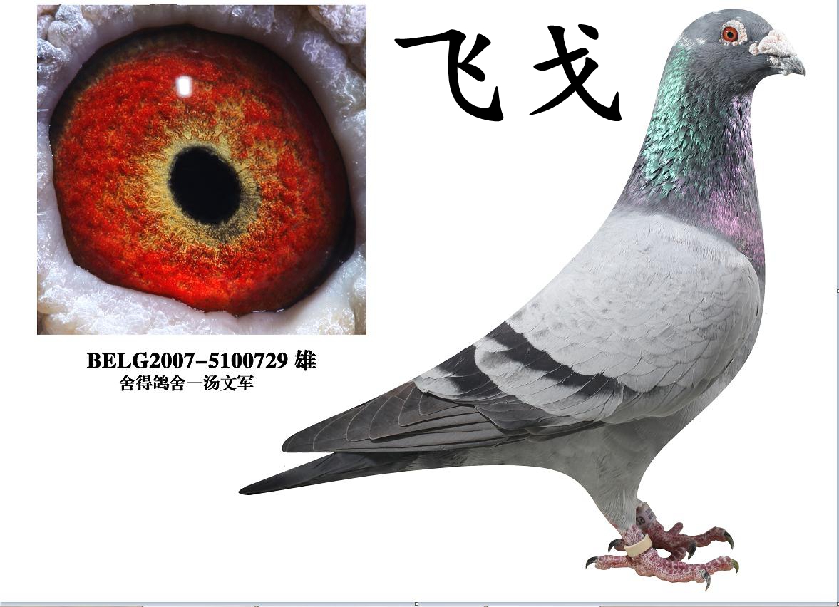 飞戈