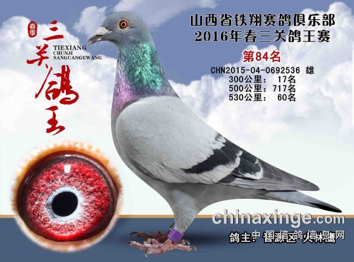 鸽王84_山西火林鹰_ ag188.com爱鸽商城_中国信鸽信息网