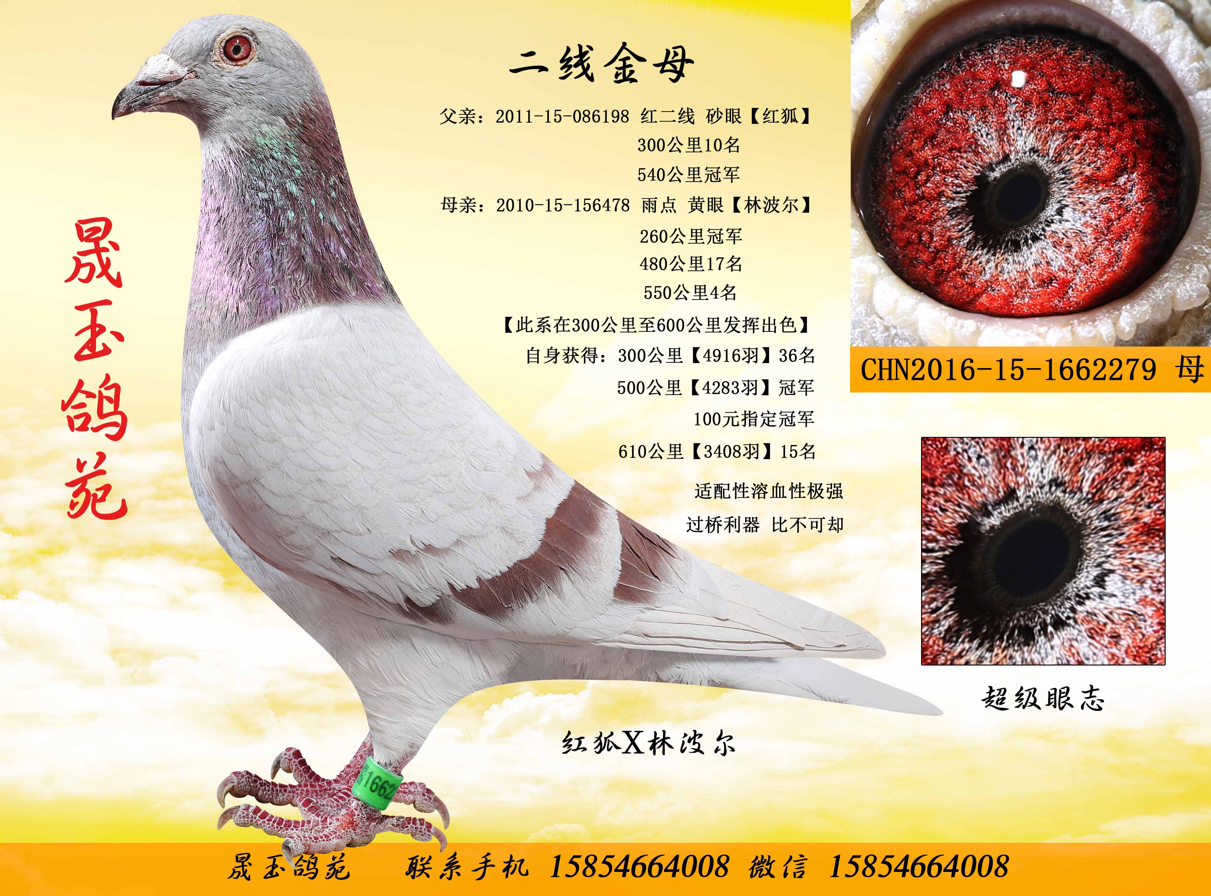 编 号: 584192                鸽 名: 二线金母